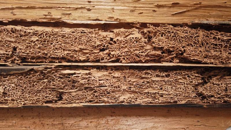 Traitement des xylophages &agrave; Epinal, prot&eacute;gez votre bois